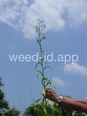 burnweed, American